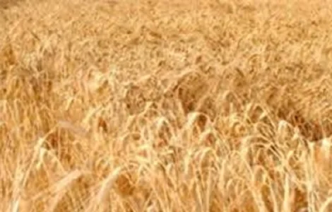 Семена озимой пшеницы СТАЛЕВА