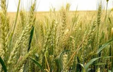 Озима м'яка пшениця Шестизерня на продажу