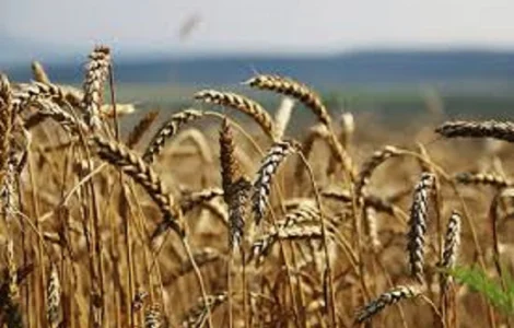 Семена озимой пшеницы КУБУС KWS из Германии