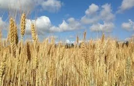 Продаж озимої пшениці сорту Платин