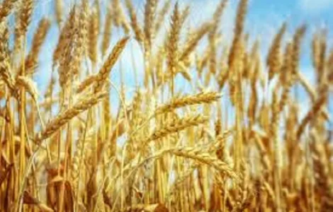 Семена озимої пшениці Царівна у продажу