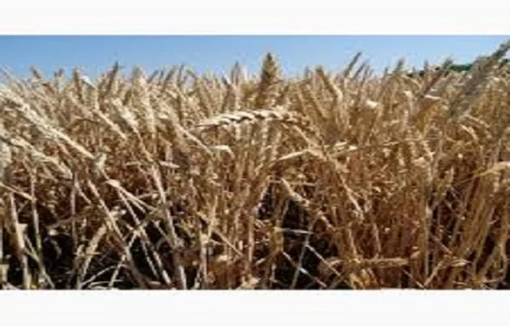 Семена озимой пшеницы ЕСАУЛ