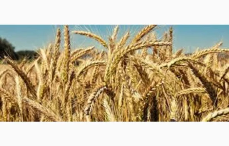 Семена озимой пшеницы Бунчук в продаже