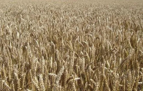 Озима пшениця Мачбол з високим потенціалом врожайності