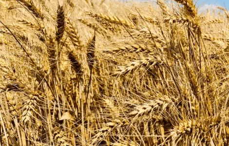 Продаж озимої пшениці Софру