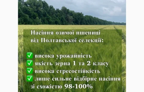Озима пшениця сорту ПС Манжелія