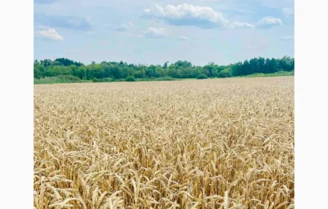 Елітна озима пшениця Богдана урожаю 2025 року