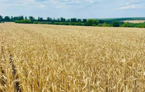 Озима пшениця Астарта (еліта) урожай 2025 року