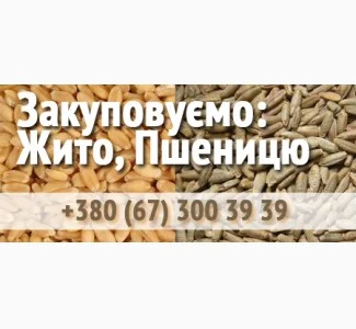 Купуємо пшеницю на постійній основі