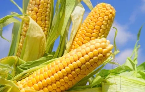 Купую кукурудзу оптом