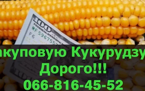 Закупівля кукурудзи за вигідними цінами в Полтаві