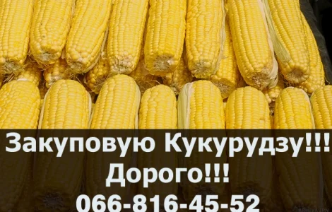 Купуємо кукурудзу з оплатою на вагах! Доступні сушка та зберігання