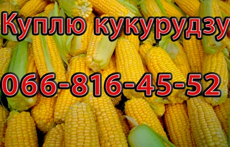 Куплю Кукурудзу в любих обємах