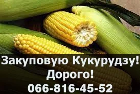 Купуємо кукурудзу за високими цінами в Полтаві!