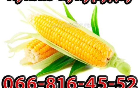 Куплю кукурузу урожай 2024 на постоянной основе