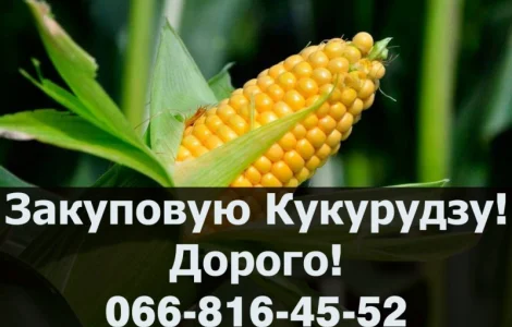 Закупка кукурузы по выгодным ценам