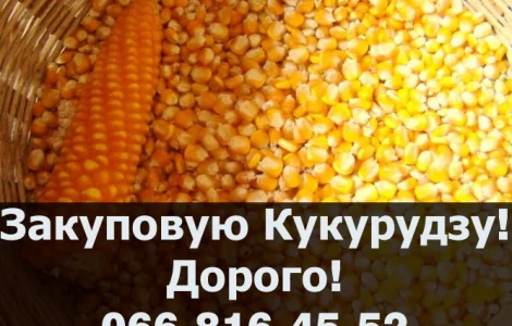 На постійній основі купуємо кукурудзу!Доступні послуги зберігання
