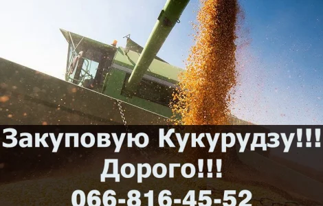 Покупаем кукурузу оптом с оплатой на весах