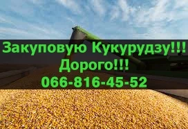 Постоянная закупка кукурузы! Выгодные условия!