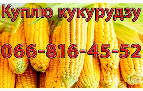 Купую кукурудзу урожай 2024 дрібним та великим оптом