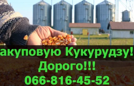 Куплю кукурудзу за високою ціною! Швидка вигрузка та розрахунок