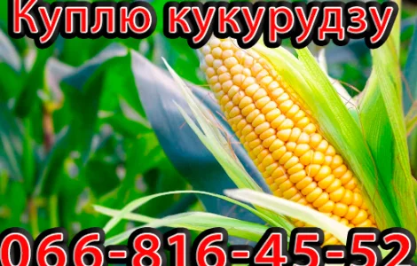 Закупка кукурузы нового урожая