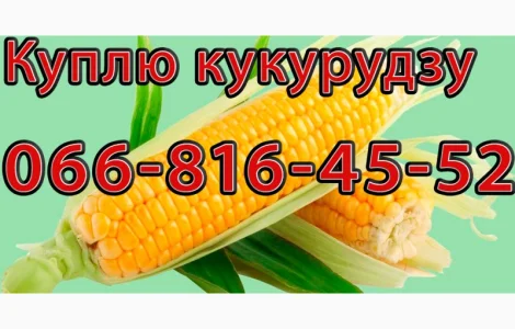 Закупка кукурузы нового урожая в больших объемах