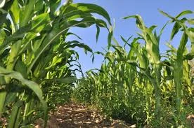 Гібрид кукурудзи Мадиво ФАО 340 на продажу