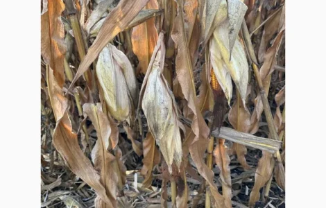 Насіння кукурудзи ДБ Хотин ФАО 280 Рост Агро