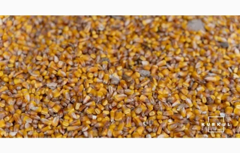 Купляємо кукурудзу по Волинській області