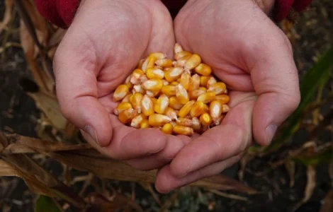 Купляємо кукурудзу по Львівській обл та сусідніх
