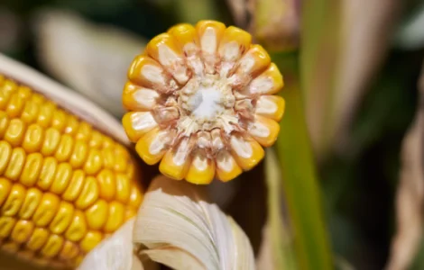 Насіння кукурудзи АЛЛІКС RAGT