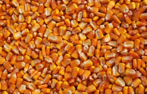 СРОЧНО продам канадский трансгенный гибрид кукурузы HYDRA FF-369 ФАО 250