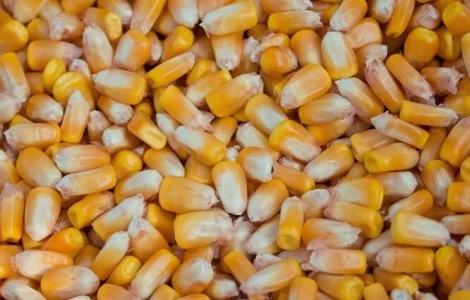 Продам насіння кукурудзи від виробника від 1 до 20 тонн