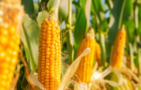 Насіння Кукурудзи Аквазор ФАО-320