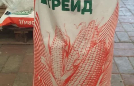 Насіння кукурудзи ДБ Хотин ФАО-280 – якісний посівний матеріал