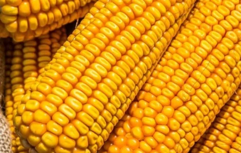 Насіння Кукурудзи Гран 6 ФАО-300