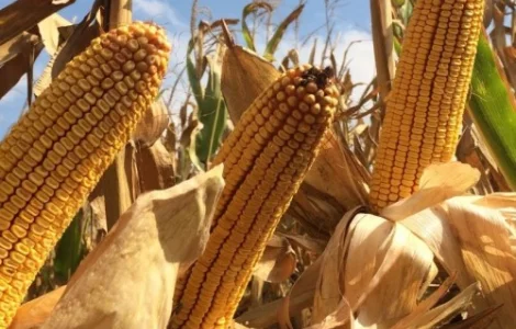Насіння кукурудзи Моніка ФАО-350 на продаж