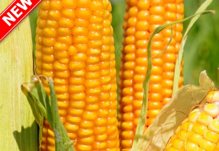 Семена кукурузы Тор (ФАО 280) від Всеукраїнського Наукового Інституту Селекції