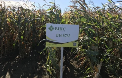 Семена кукурузи ВН 6763 (ФАО 320) від виробника з доставкою