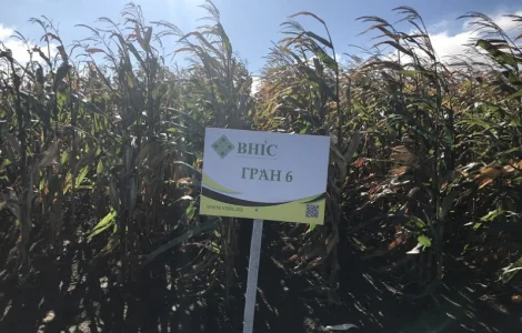 Семена Кукурудзи Гран 6 (ФАО 300) напряму від виробника