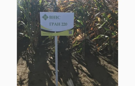 Семена кукурузы Гран 220 (ФАО 210) напрямую от ВНИС