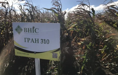 Семена кукурудзи Гран 310 (ФАО 250) напряму від ВНІС