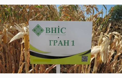 Семена кукурузи Гран 1 (ФАО 370) від ВНІС з безкоштовною доставкою