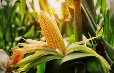 Насіння кукурудзи РАМ 8149 (ФАО 280) напрям-зерно.Дніпропетровська обл