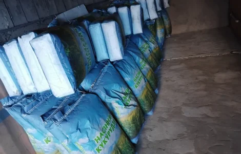 Насіння кукурузи Оржиця