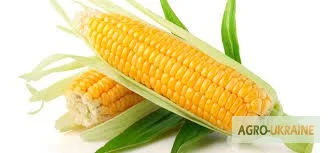 Купим кукурузу с поставкой в порт