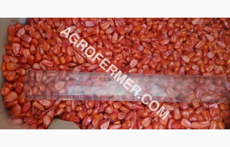 Семена кукурузи CORBIN FS - 899 ФАО 260 - канадський трансгенний гібрид
