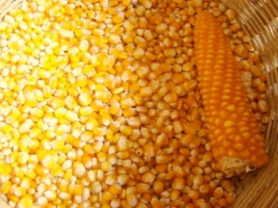 Закупівля фуражної кукурудзи