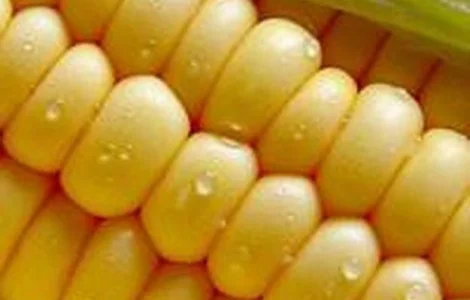 Купуємо кукурузу на вигідних умовах